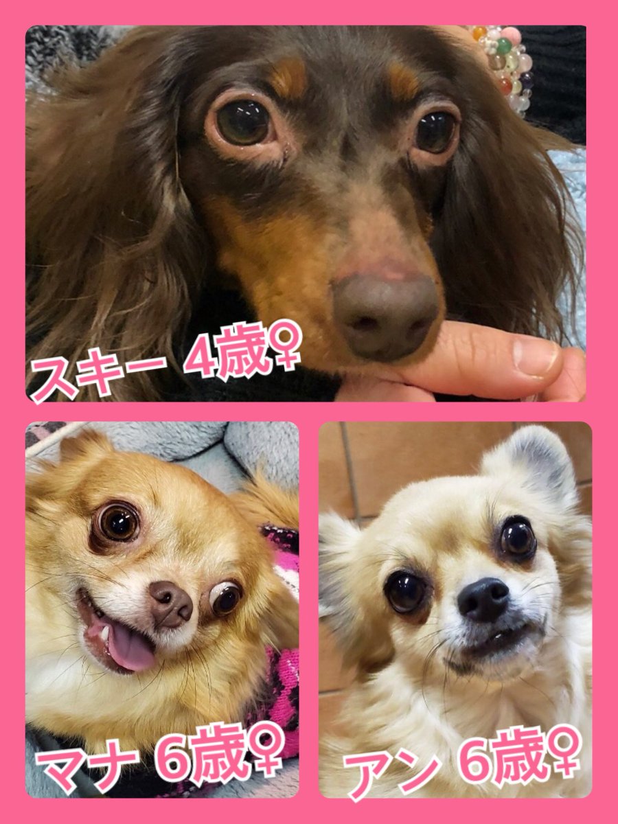 🐾今日の里親様募集中ワンコ🐶メンバーです🐾2020,2,2